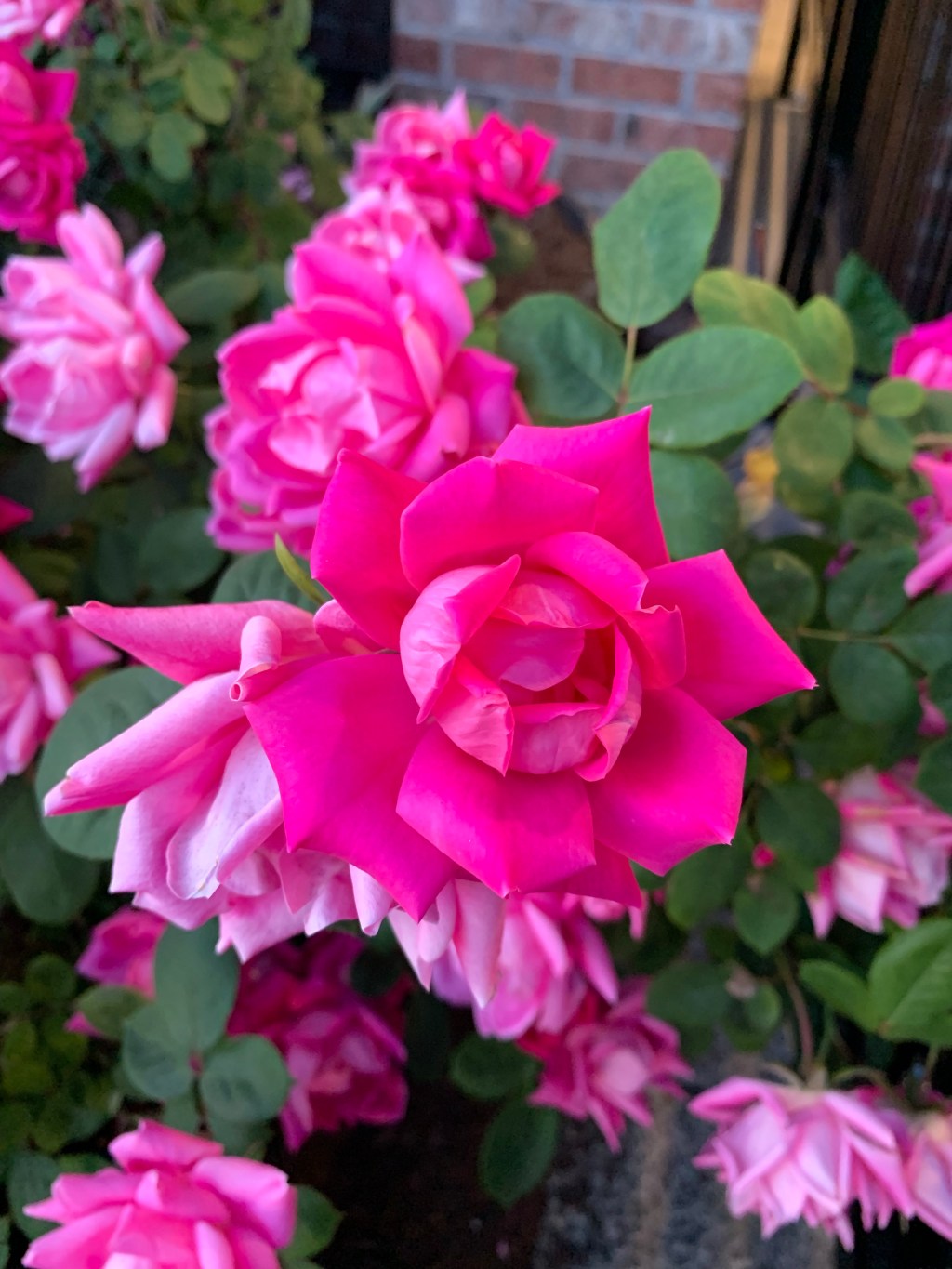 Roses…ruby ale…research!