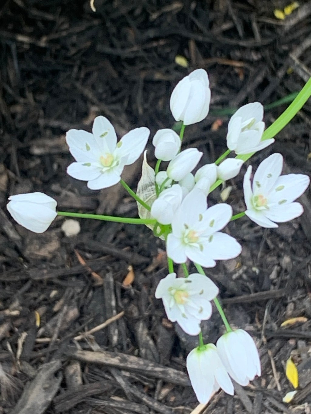 White wine and white&nbsp;flowers…