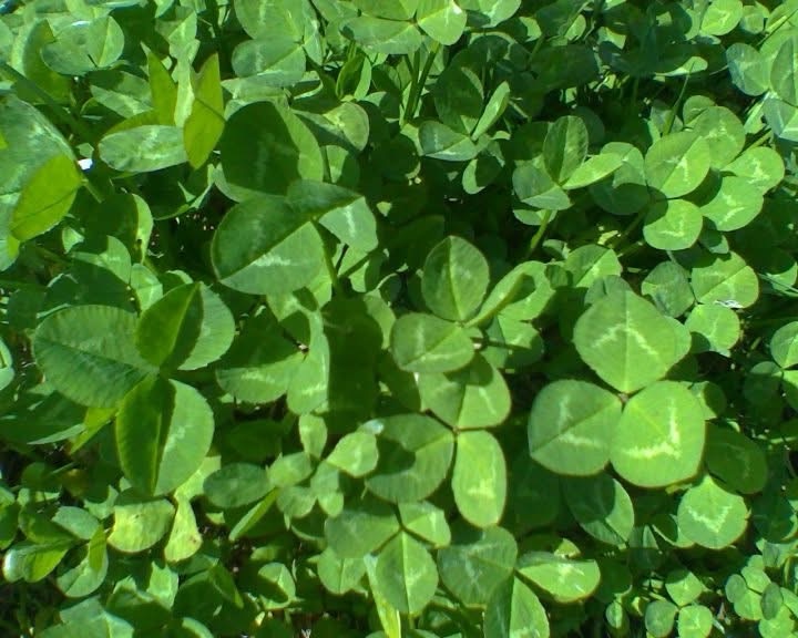 Happy Saint Patrick’s day&nbsp;all!!!