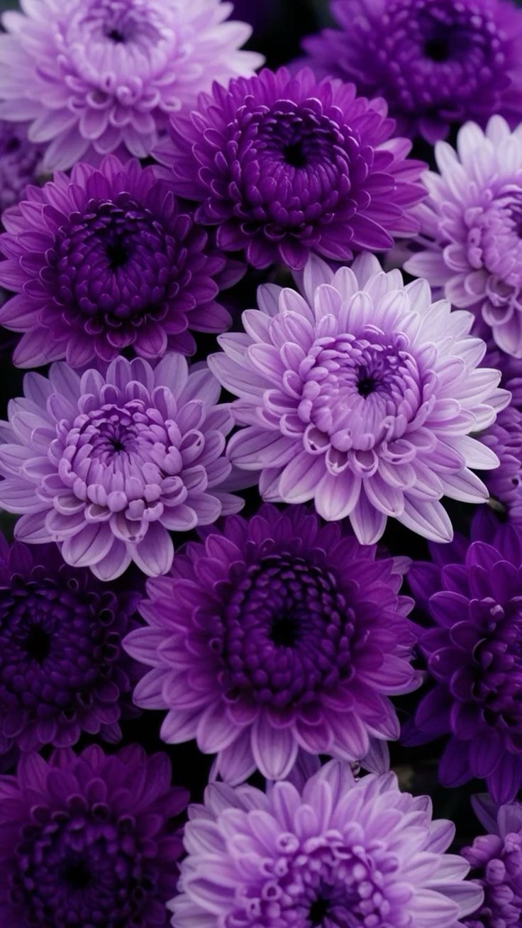 Purple was her favorite&nbsp;color…